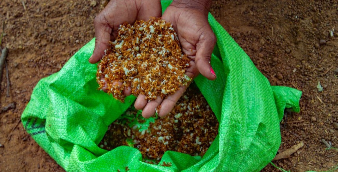 Ant chutney and the politics of food